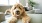 a dog sitting on a couch