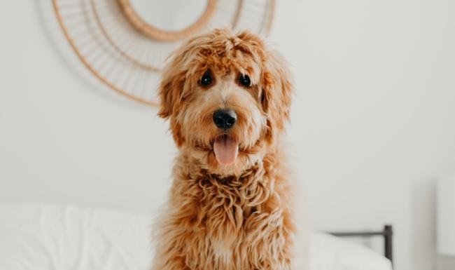 a dog sitting on a bed